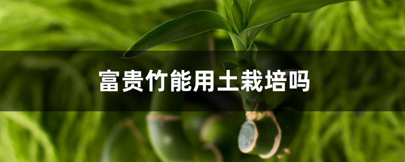 富贵竹能用土栽培吗