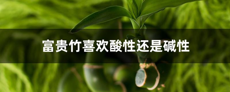 富贵竹喜欢酸性还是碱性