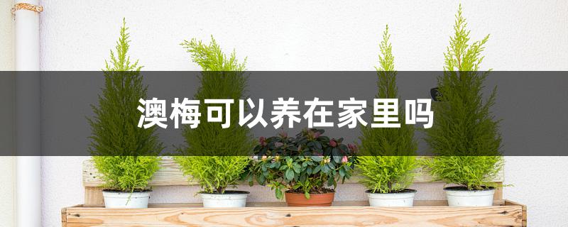 澳梅可以养在家里吗