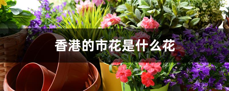 香港的市花是什么花