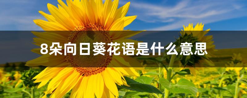 8朵向日葵花语是什么意思