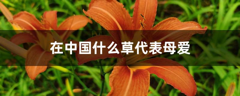 在中国什么草代表母爱