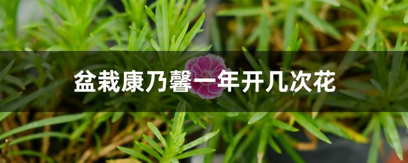 盆栽康乃馨一年开几次花