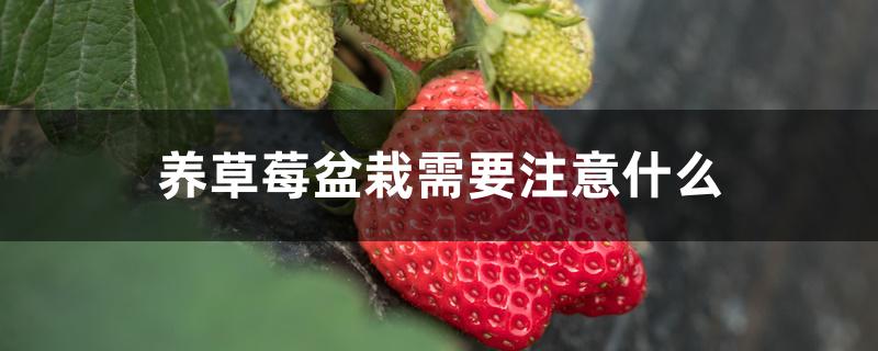 养草莓盆栽需要注意什么