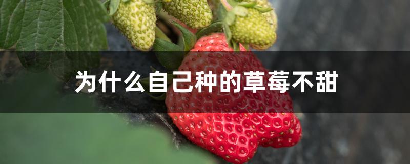 为什么自己种的草莓不甜