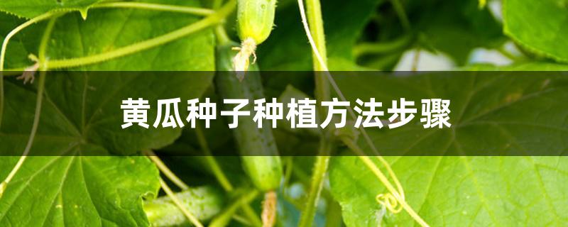 黄瓜种子种植方法步骤