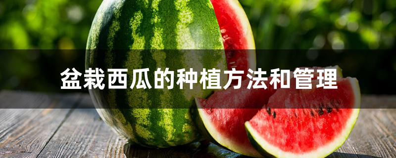 盆栽西瓜的种植方法和管理