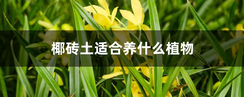 椰砖土适合养什么植物