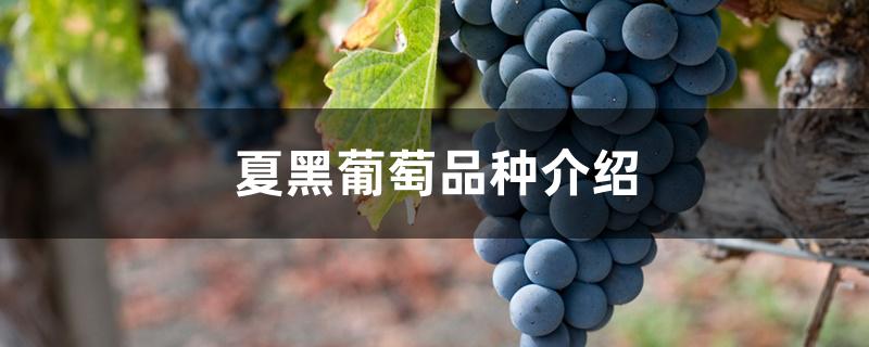 夏黑葡萄品种介绍