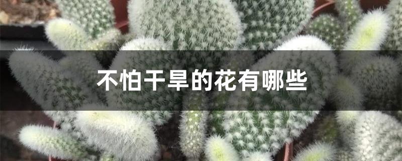 不怕干旱的花有哪些