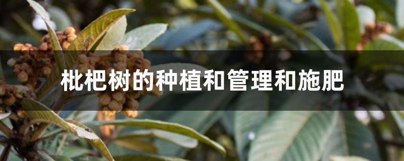 枇杷树的种植和管理和施肥