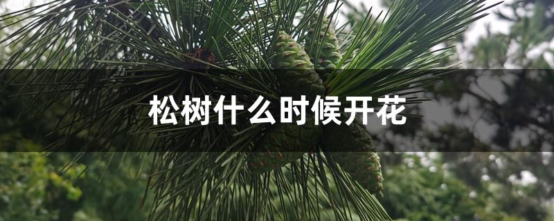 松树什么时候开花