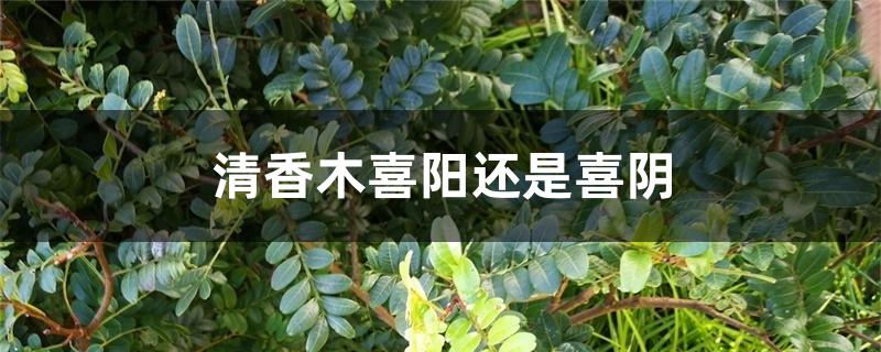 清香木喜阳还是喜阴