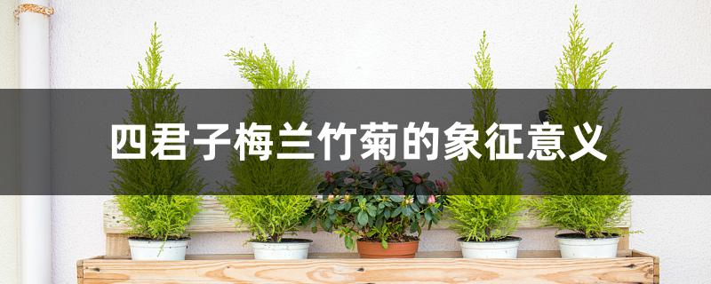 四君子梅兰竹菊的象征意义