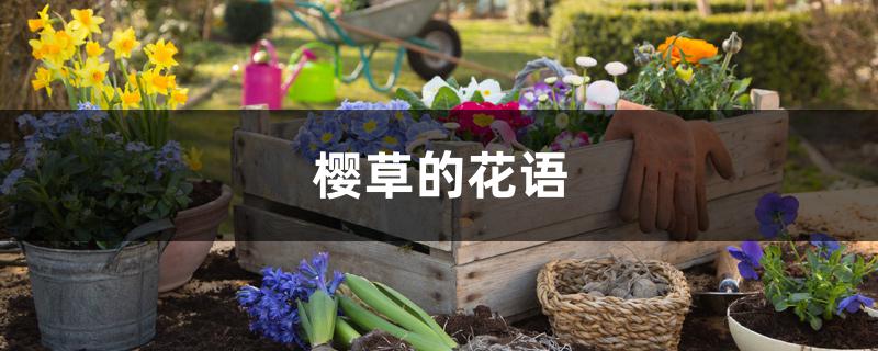 樱草的花语