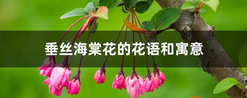 垂丝海棠花的花语和寓意