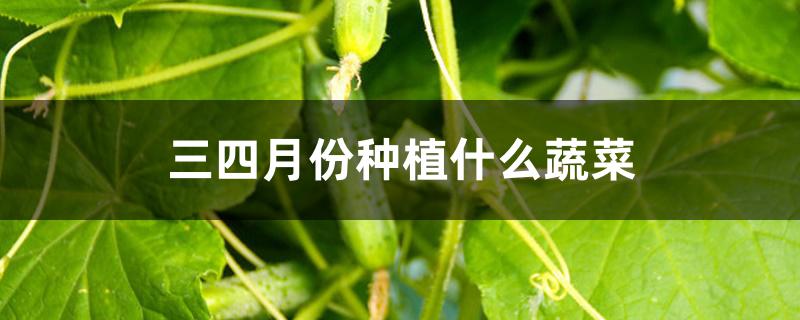 三四月份种植什么蔬菜