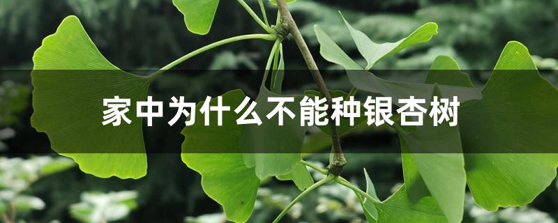 家中为什么不能种银杏树