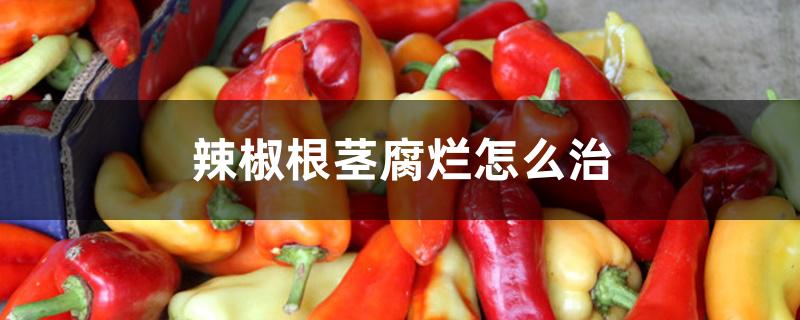 辣椒根茎腐烂怎么治