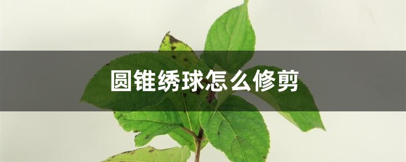 圆锥绣球怎么修剪