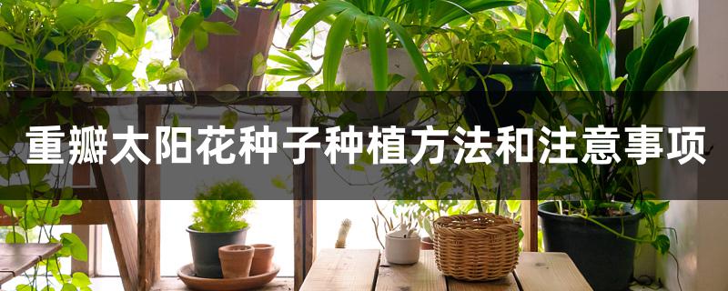 重瓣太阳花种子种植方法和注意事项