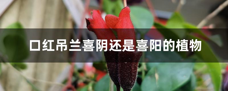 口红吊兰喜阴还是喜阳的植物