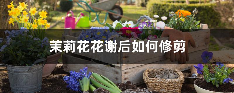 茉莉花花谢后如何修剪