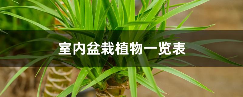 室内盆栽植物一览表