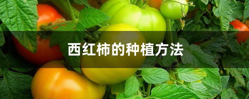 西红柿的种植方法
