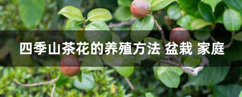 四季山茶花的养殖方法 盆栽 家庭
