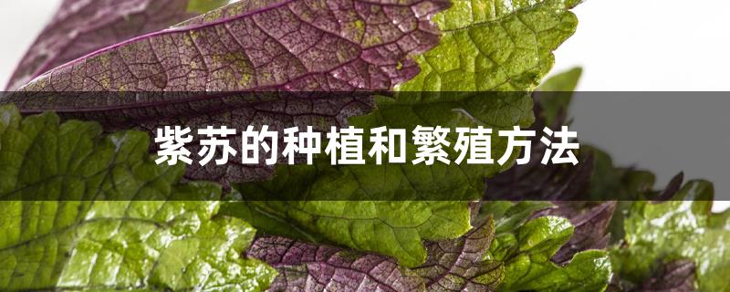 紫苏的种植和繁殖方法