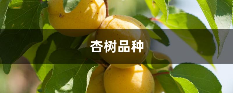 杏树品种