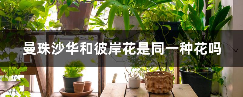 曼珠沙华和彼岸花是同一种花吗