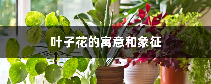 叶子花的寓意和象征