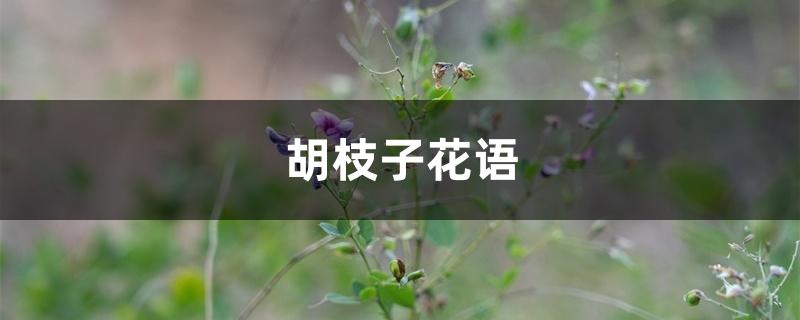 胡枝子花语