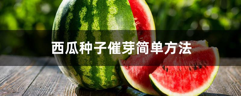 西瓜种子催芽简单方法