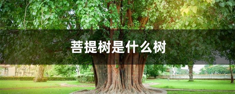 菩提树是什么树