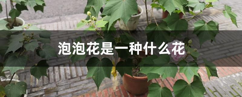 泡泡花是一种什么花 花百科 泡泡花是一种什么花 花百科