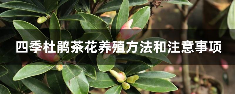 四季杜鹃茶花养殖方法和注意事项
