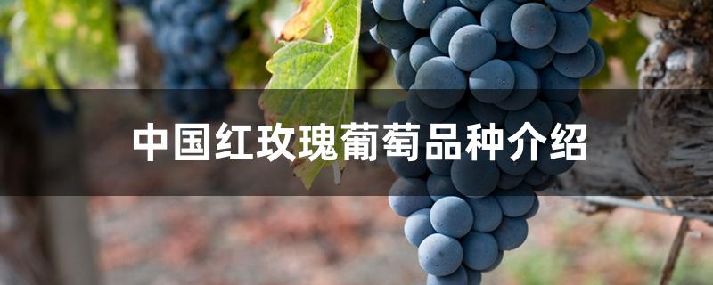 中国红玫瑰葡萄品种介绍