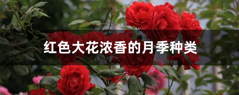 红色大花浓香的月季种类