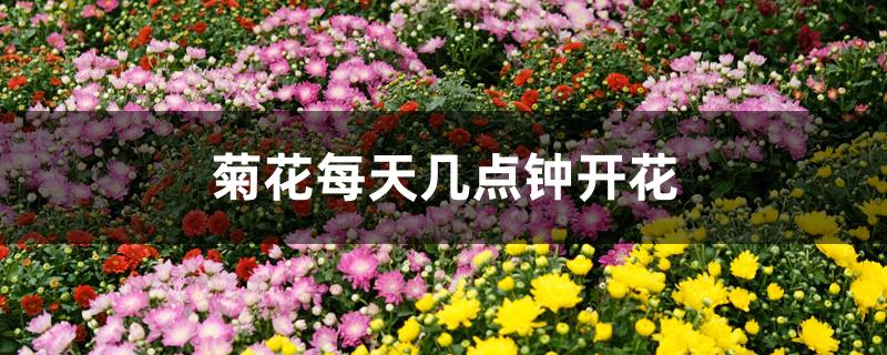 菊花每天几点钟开花