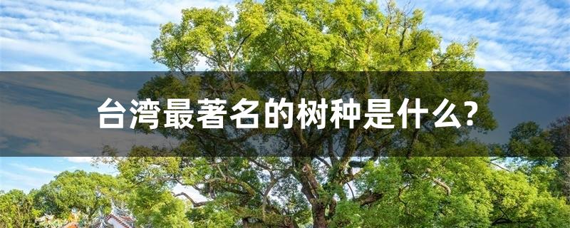 台湾最著名的树种是什么?