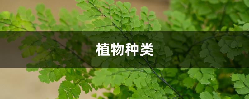 植物种类