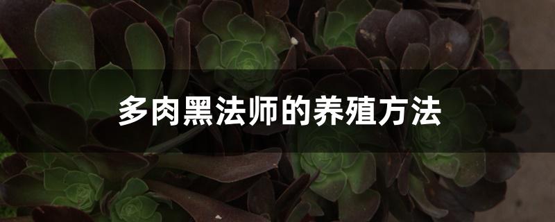 多肉黑法师的养殖方法