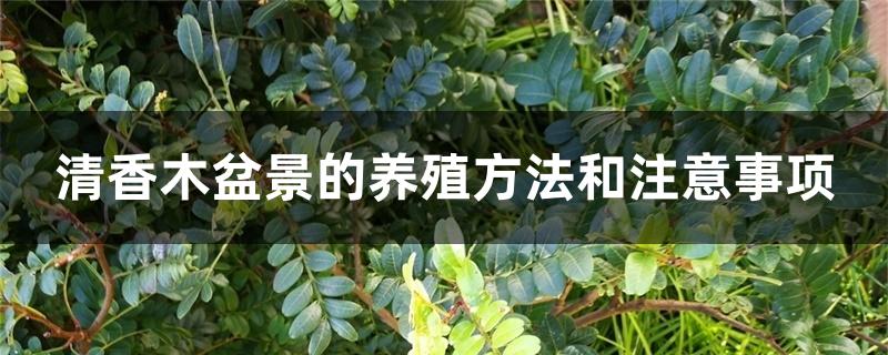 清香木盆景的养殖方法和注意事项