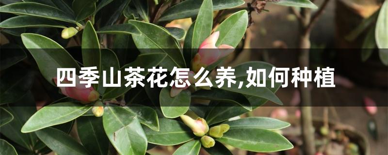 四季山茶花怎么养,如何种植