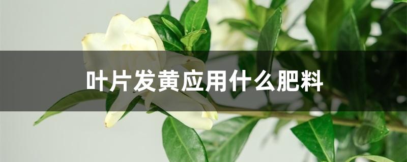 叶片发黄应用什么肥料