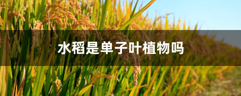 水稻是单子叶植物吗