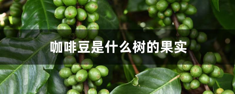 咖啡豆是什么树的果实